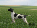 Pedigree ULK DE LA FASTELANDE Pedigree ULK DE LA FASTELANDE